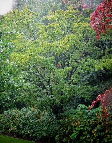 Acer carpinifolium